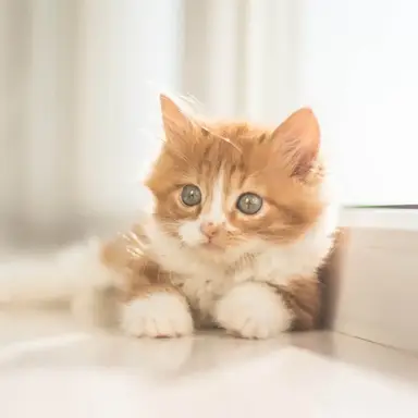 Profile image of きなこ