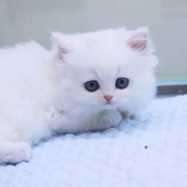 Profile image of 깽이