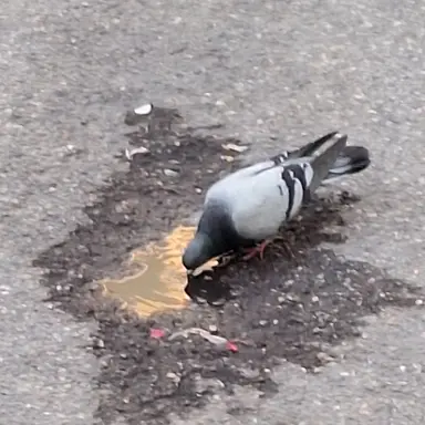 Profile image of 뛟띟뽳퉯틯