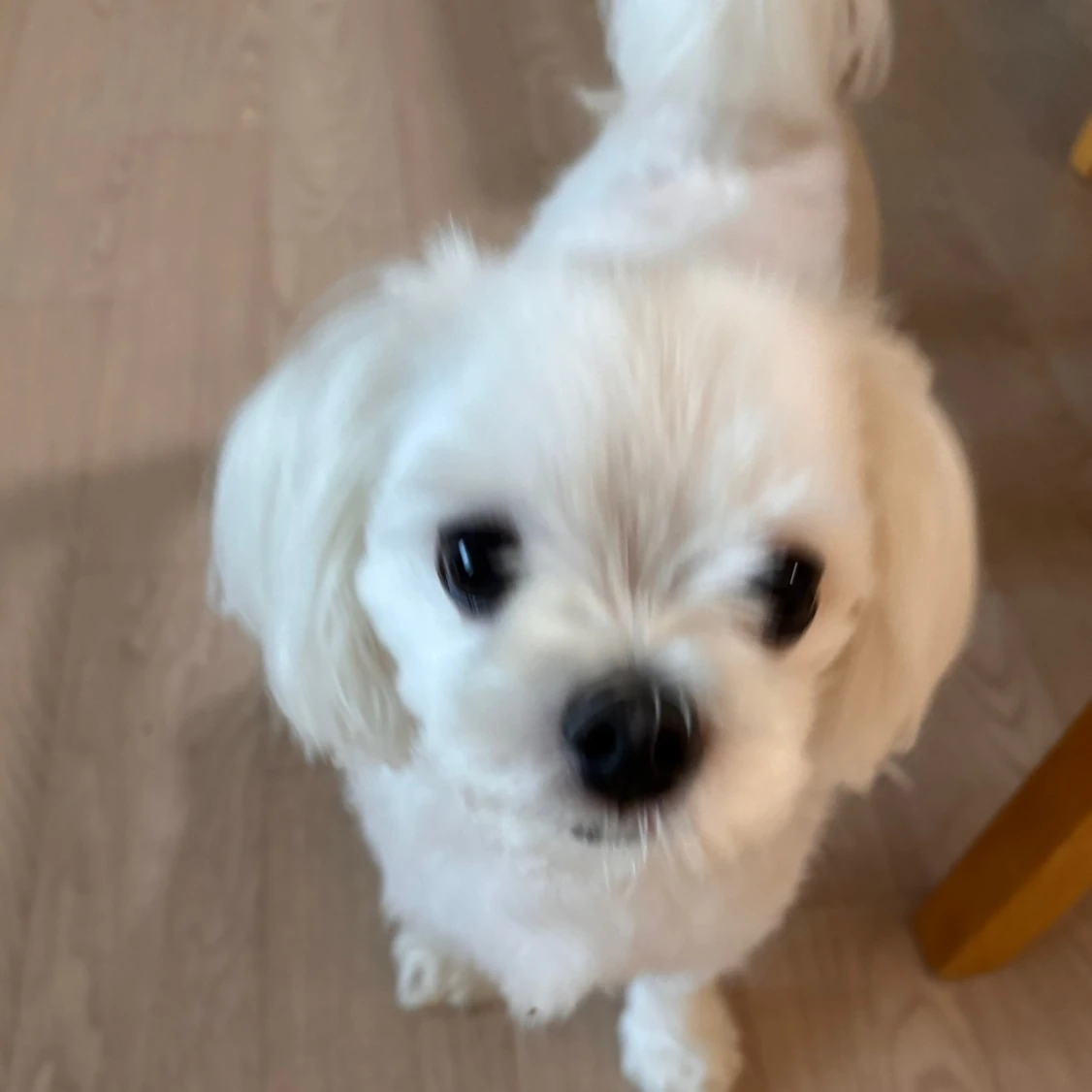 텔러