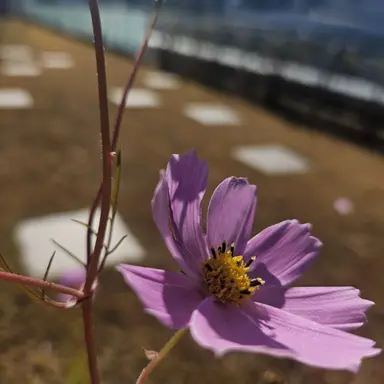 Profile image of 손종원