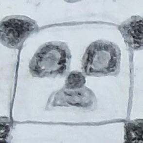 판다