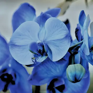 Profile image of 유노이아