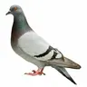 Profile image of 鳩