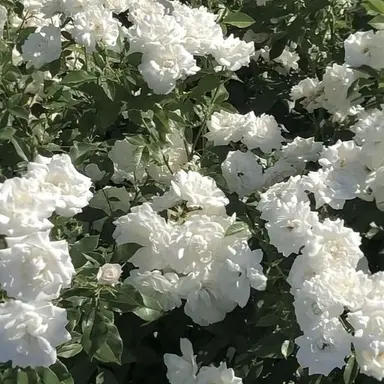 Profile image of どぬく