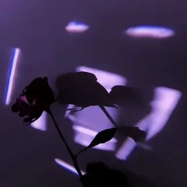 Profile image of もふ