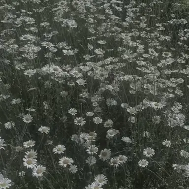 Profile image of シヴァ