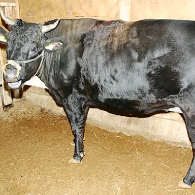Profile image of 松阪牛