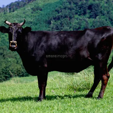 Profile image of 黒毛和牛