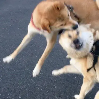 Profile image of 여강 쿠키