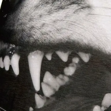 Profile image of 노바