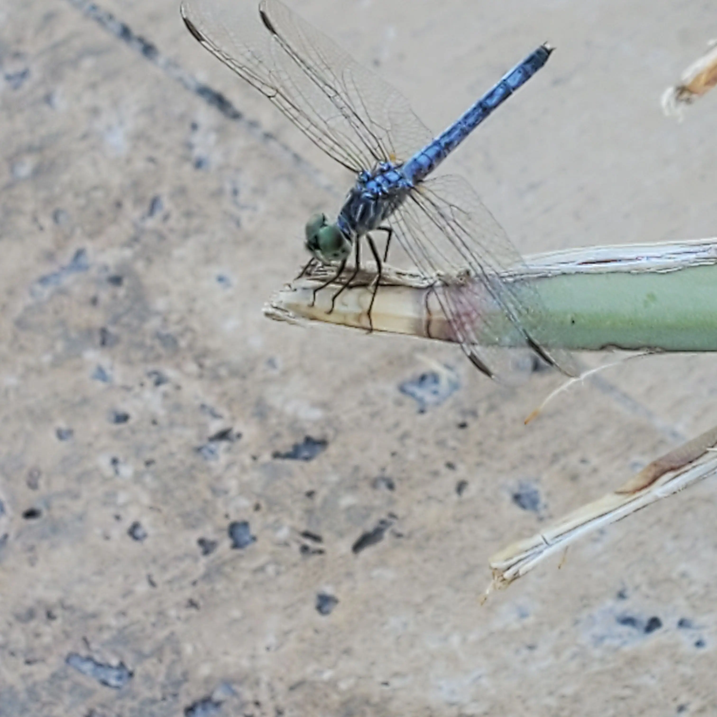 SorryArmor2259의 Aaron | Bully