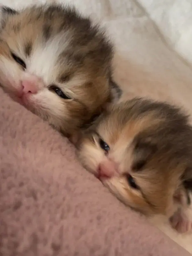 MoodyChoke8322의 고양이 2마리