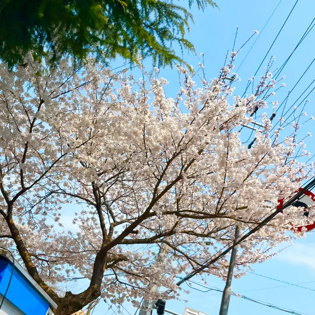 LushTree3591의 이하늘