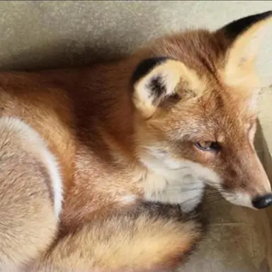 Profile image of 여우