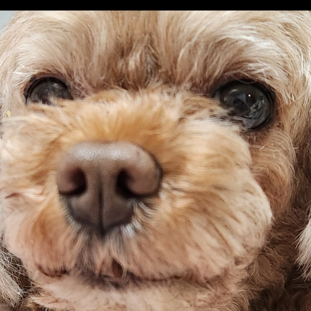 올리브