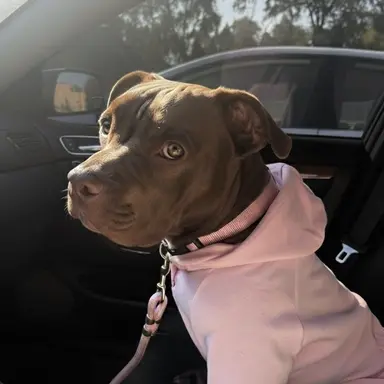 Profile image of Coco