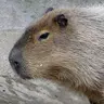 Profile image of 카피바라