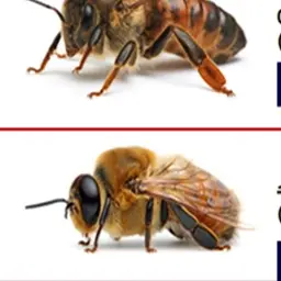 Profile image of 수벌