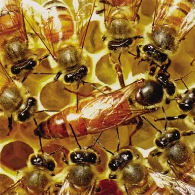 Profile image of 여왕별