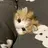 아기 고양이