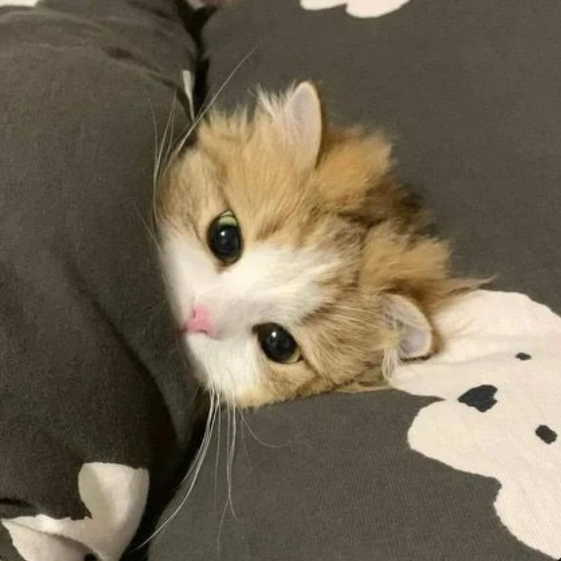 아기 고양이