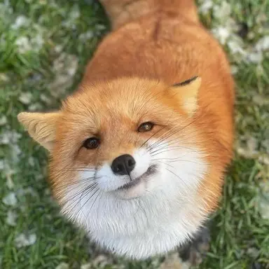 Profile image of 여우