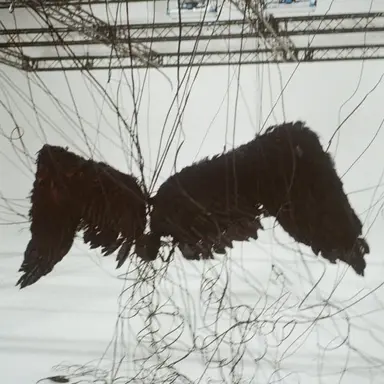 Profile image of マプル