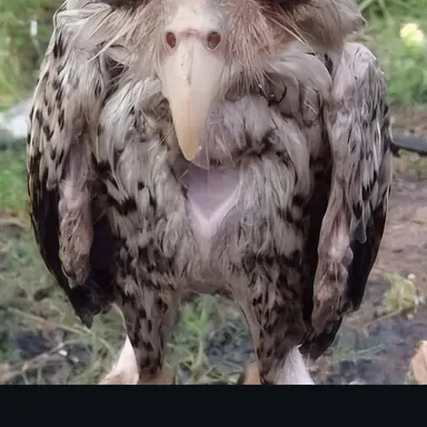 Profile image of MeanStork