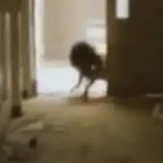 Profile image of 하운드