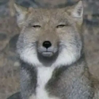 Profile image of 여우
