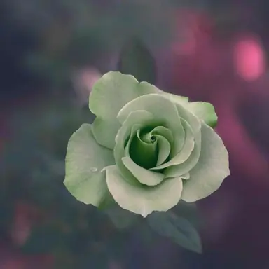 Profile image of 오뉴