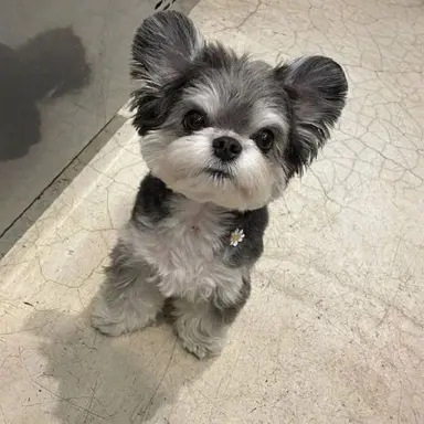 Profile image of 콩이