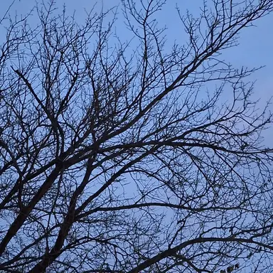 Profile image of 브루노 부차라티