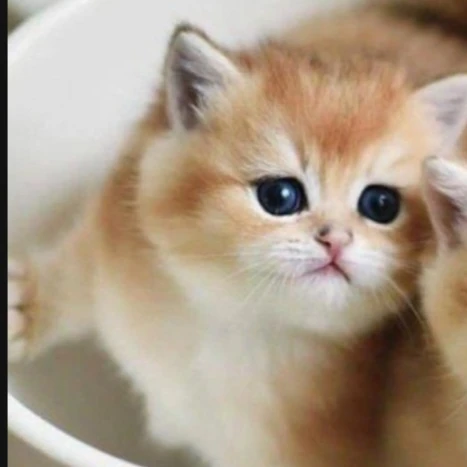 고양이 수현