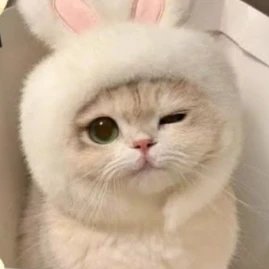 새끼냥이