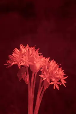 Profile image of 홀리베리 쿠키