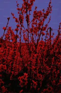 Profile image of 홀리베리 쿠키