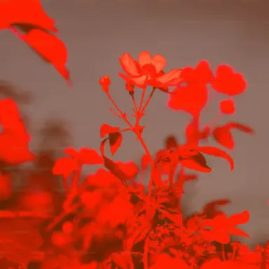 Profile image of 홀리베리 쿠키