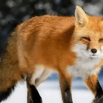 Profile image of 여우연