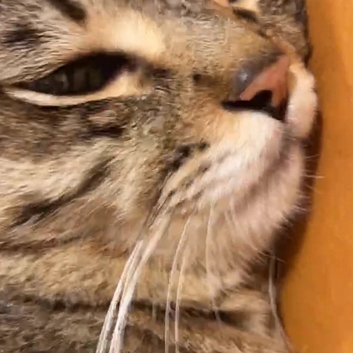 くろ
