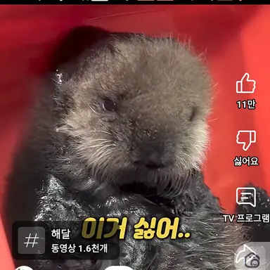 Profile image of 해달이