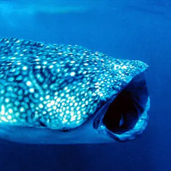 Profile image of 베릴