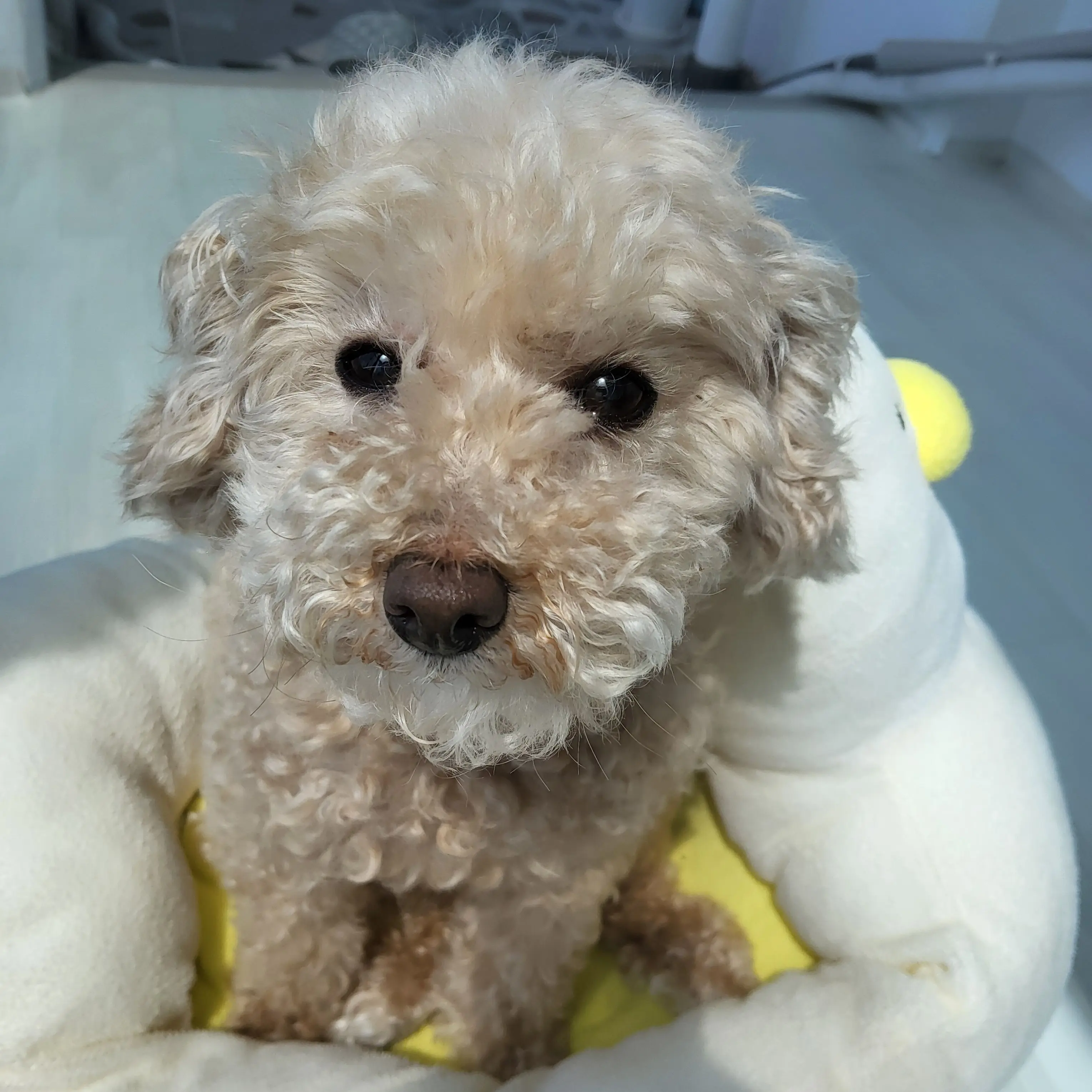 ClassyBone5126의 유자