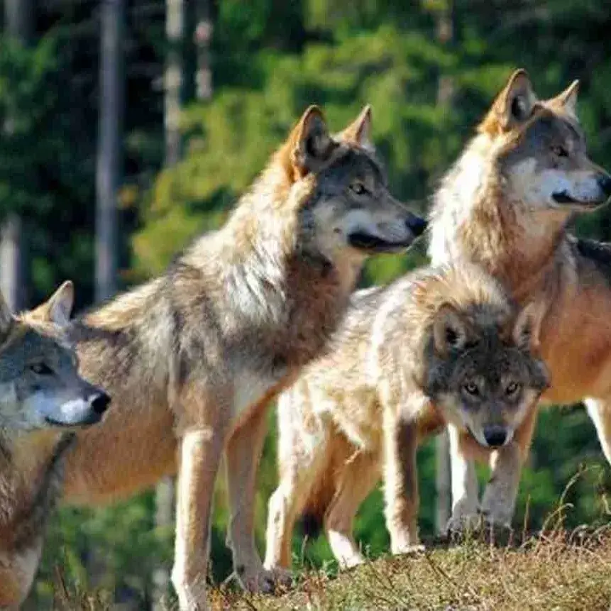 SassyProbe1994의 Wolf Pack RP