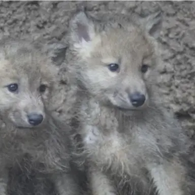 Profile image of 로운