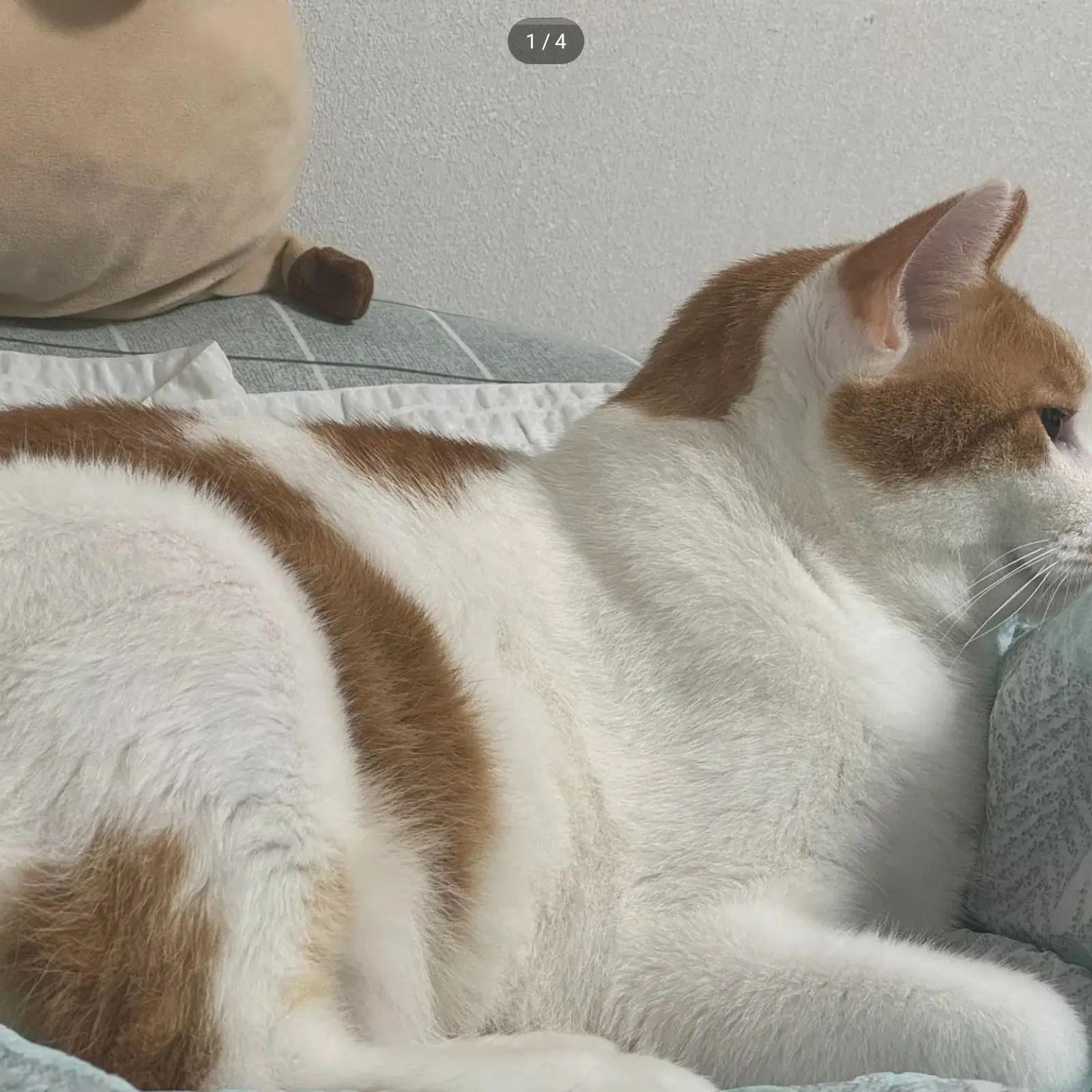 BoringVise8436의 당신은 소멸의 고양이??