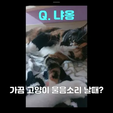 Profile image of 초코