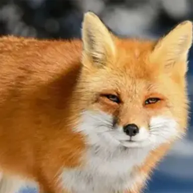 Profile image of 여우