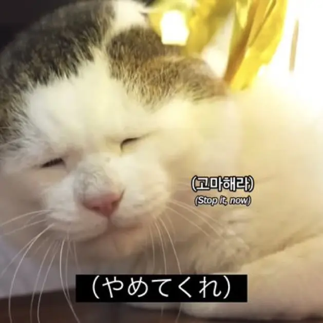 BruteRipe5079의 なし